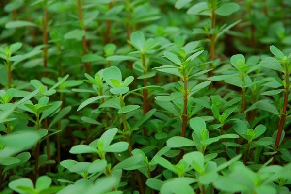 馬齒莧是什么菜 馬齒莧怎么吃 吃馬齒莧有什么好處