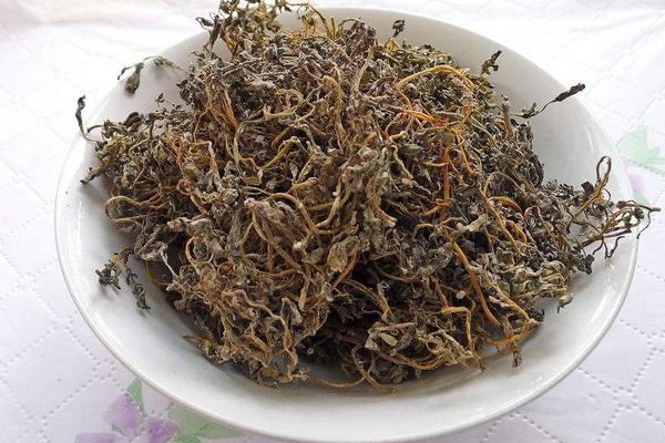 干馬齒莧怎么吃 干馬齒莧泡水喝的功效與作用