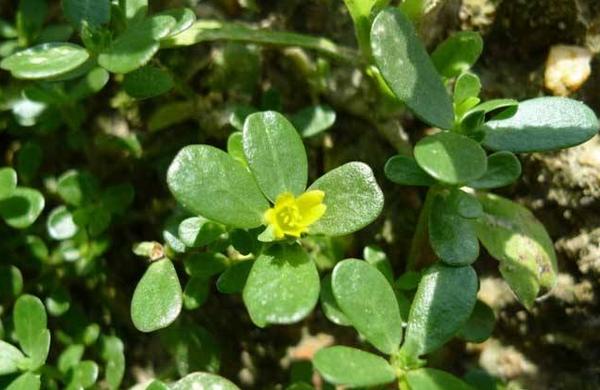 馬齒莧能祛斑嗎 馬齒莧治前列腺炎嗎