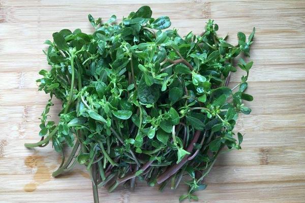 馬齒莧能祛斑嗎 馬齒莧治前列腺炎嗎