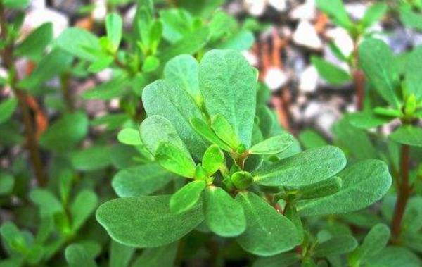 馬齒莧能祛斑嗎 馬齒莧治前列腺炎嗎