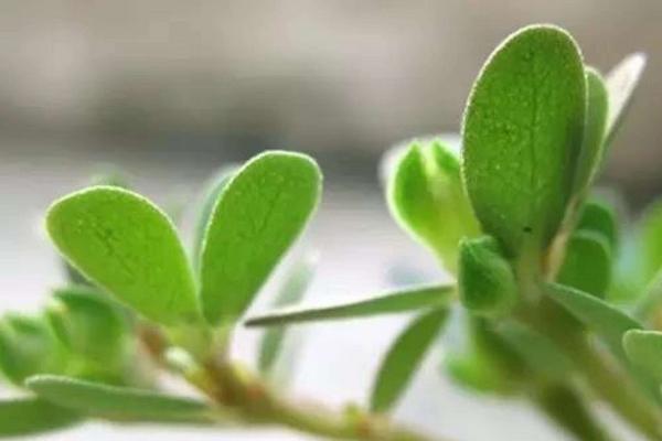 馬齒莧能祛斑嗎 馬齒莧治前列腺炎嗎