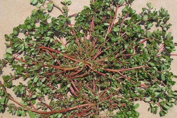 馬齒覓功效與作用及禁忌 馬齒覓藥用價值