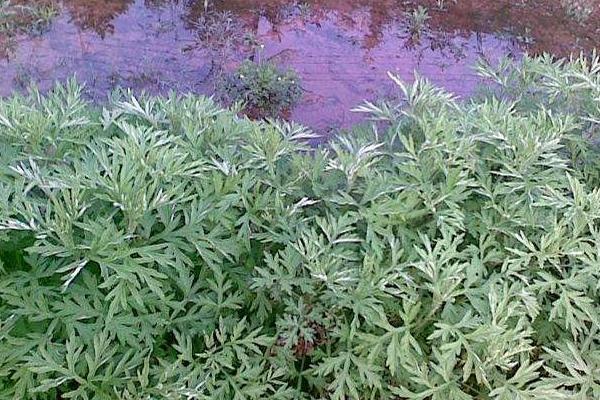 苦蒿的功效與作用及禁忌 苦蒿營養價值
