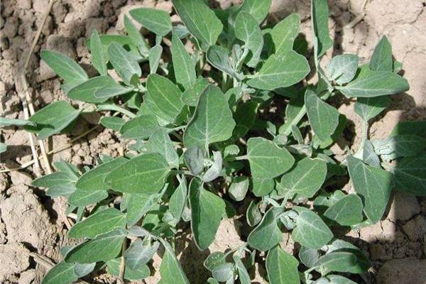 灰菜的功效與作用及禁忌 灰菜的營養價值