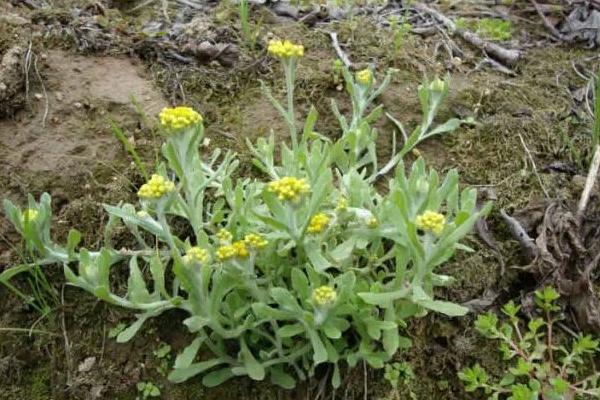 鼠曲草怎么吃 鼠曲草能治痛風嗎