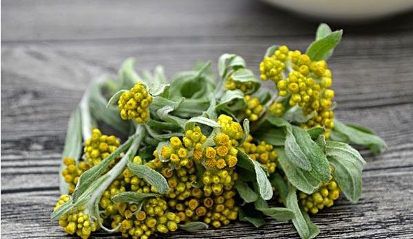 鼠曲草功效與作用及禁忌 鼠曲草藥用價值