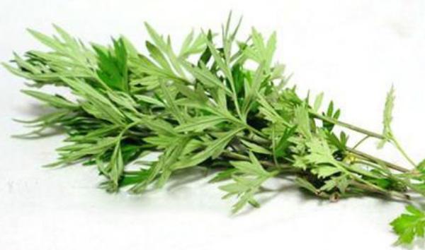 艾葉市場(chǎng)價(jià)格多少錢一斤 艾葉產(chǎn)地哪里的好