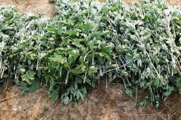 艾葉市場價格多少錢一斤 艾葉產地哪里的好