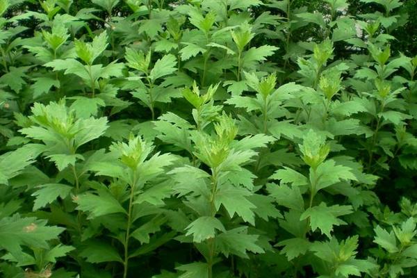 艾葉市場價格多少錢一斤 艾葉產地哪里的好