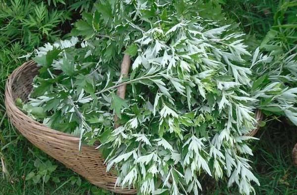 艾葉市場價格多少錢一斤 艾葉產地哪里的好