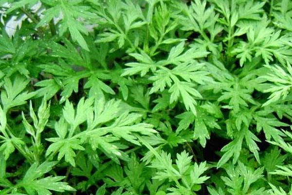 艾葉市場價格多少錢一斤 艾葉產地哪里的好