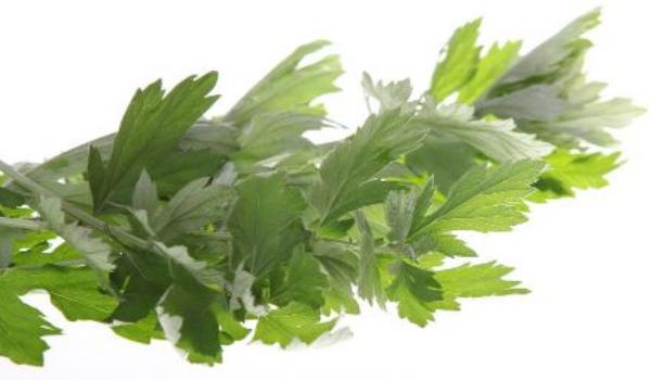 艾葉市場價格多少錢一斤 艾葉產地哪里的好