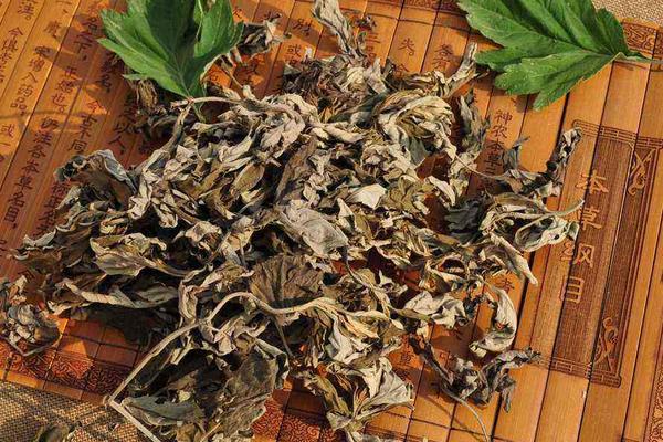 鮮艾葉和干艾葉哪個(gè)好 艾梗和艾葉一樣功效嗎