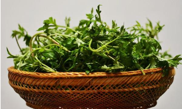 艾葉能治濕疹嗎 艾葉泡腳能治痛風(fēng)嗎