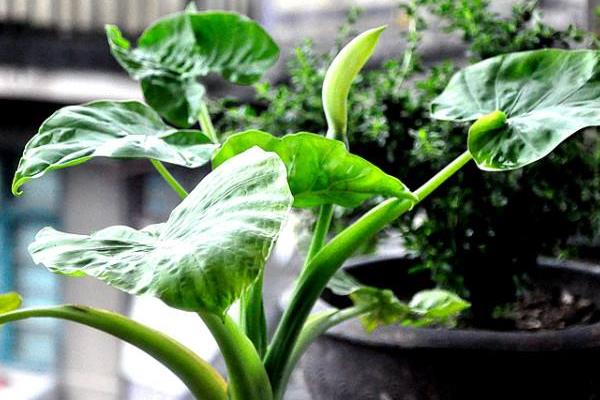 滴水觀音和龜背竹的區別是什么 滴水觀音的澆水方法