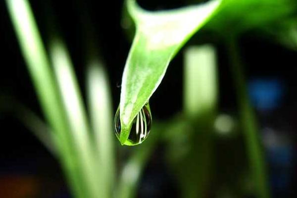 滴水觀音和龜背竹的區別是什么 滴水觀音的澆水方法