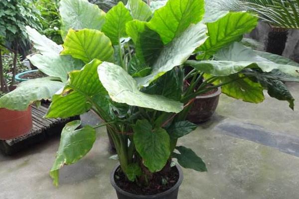 滴水觀音和龜背竹的區別是什么 滴水觀音的澆水方法