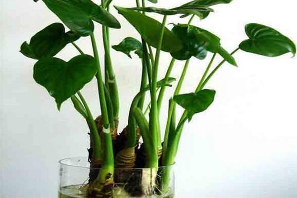 滴水觀音和龜背竹的區別是什么 滴水觀音的澆水方法