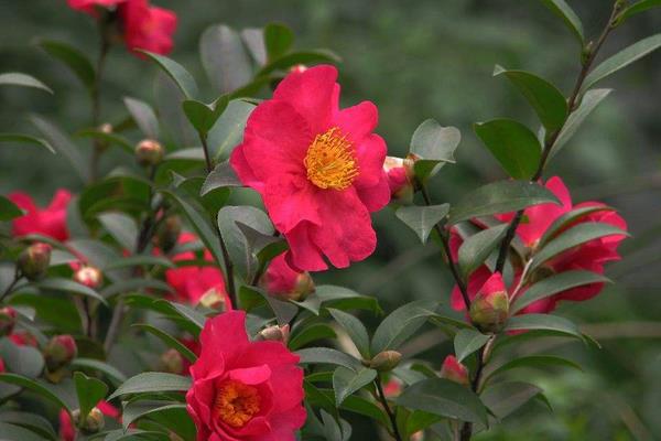 茶梅怎么養 茶梅的養殖方法與注意事項