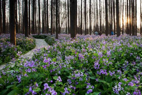 二月蘭可以吃嗎 二月蘭怎么吃
