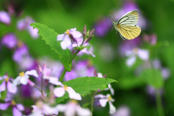 二月蘭什么時候開花（幾月） 二月蘭的花語是什么