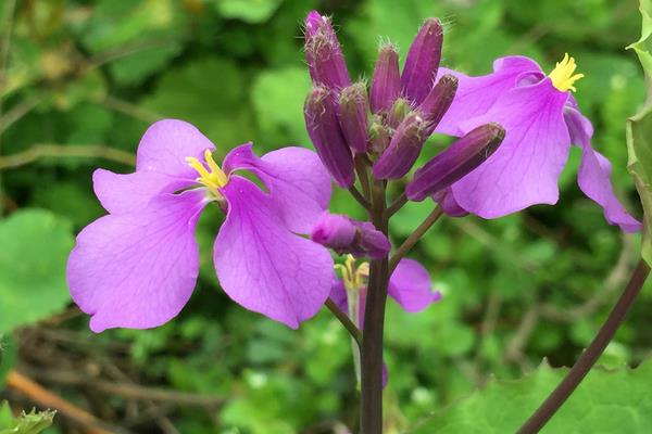 二月蘭什么時候開花（幾月） 二月蘭的花語是什么