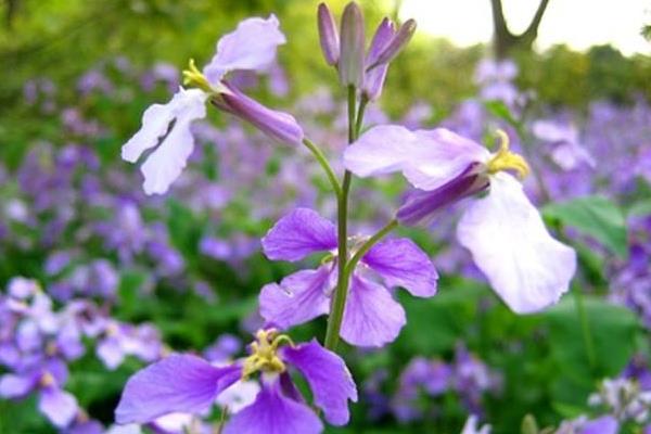 二月蘭什么時候開花（幾月） 二月蘭的花語是什么