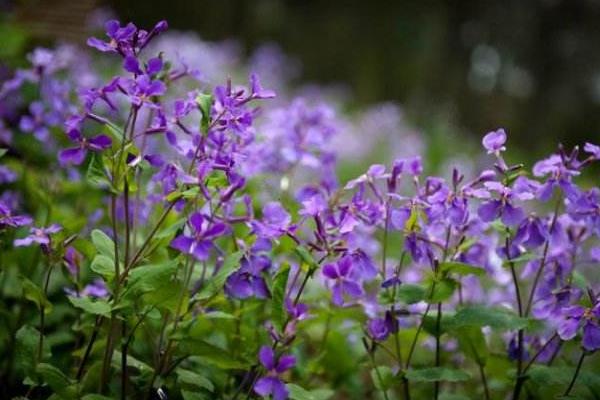 二月蘭什么時候開花（幾月） 二月蘭的花語是什么