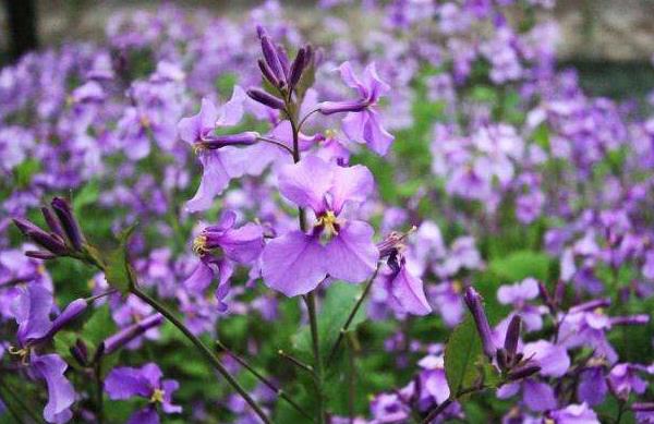 二月蘭什么時候開花（幾月） 二月蘭的花語是什么