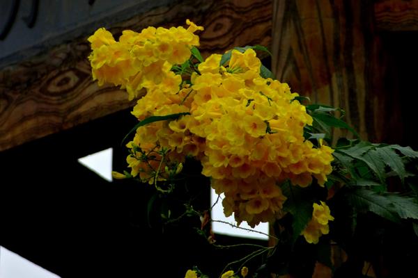 黃鐘花什么時(shí)候開花 黃鐘花花期是幾月
