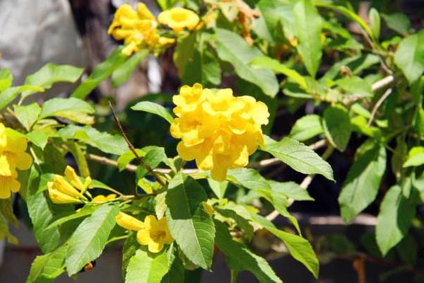 黃鐘花怎么種 黃鐘花種植方法與注意事項(xiàng)