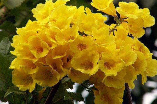 黃鐘花怎么種 黃鐘花種植方法與注意事項(xiàng)