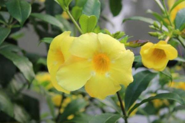 黃鐘花怎么種 黃鐘花種植方法與注意事項(xiàng)