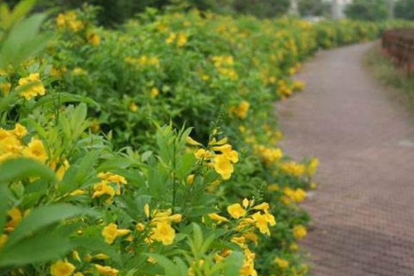 黃鐘花怎么種 黃鐘花種植方法與注意事項(xiàng)