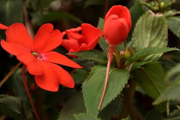非洲鳳仙怎么養 非洲鳳仙養殖方法與注意事項