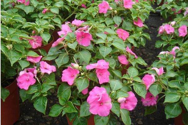 非洲鳳仙怎么養 非洲鳳仙養殖方法與注意事項