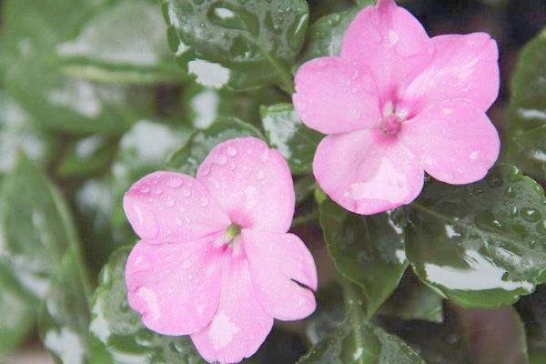 非洲鳳仙怎么養 非洲鳳仙養殖方法與注意事項