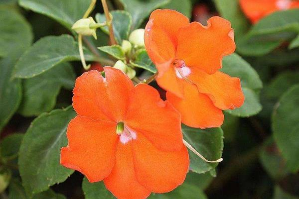 非洲鳳仙怎么養 非洲鳳仙養殖方法與注意事項