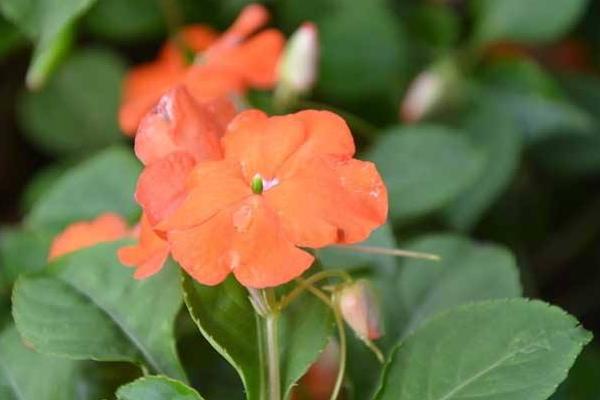 非洲鳳仙怎么養 非洲鳳仙養殖方法與注意事項