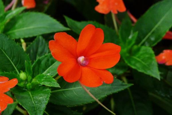 非洲鳳仙怎么養 非洲鳳仙養殖方法與注意事項
