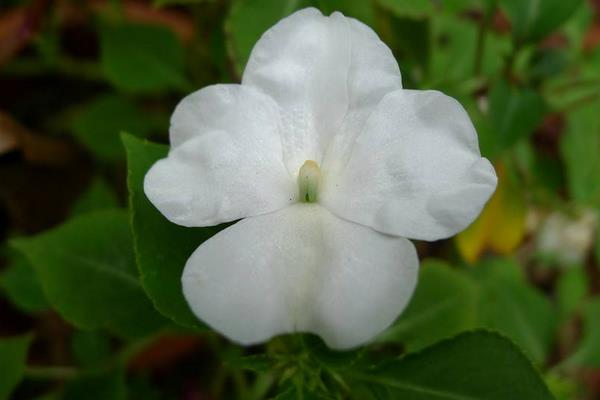 非洲鳳仙如何養才能快速爆盆 非洲鳳仙的繁殖方法