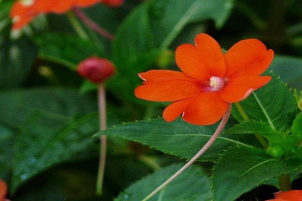 非洲鳳仙如何養才能快速爆盆 非洲鳳仙的繁殖方法