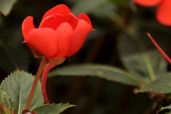 非洲鳳仙如何養才能快速爆盆 非洲鳳仙的繁殖方法