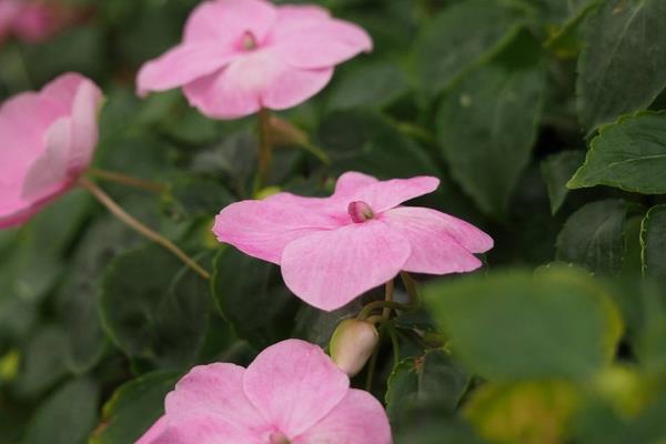 非洲鳳仙如何養才能快速爆盆 非洲鳳仙的繁殖方法