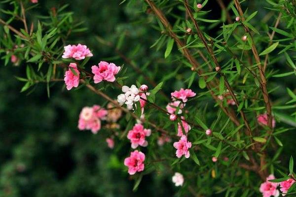 松紅梅一年開幾次花 松紅梅什么時候開花（幾月）