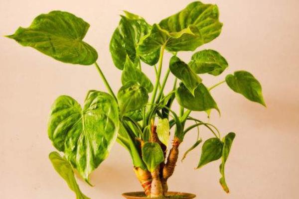 滴水觀音有毒嗎 滴水觀音中毒后的處理方法