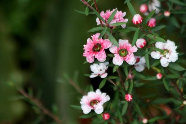 松紅梅一年開幾次花 松紅梅什么時候開花（幾月）