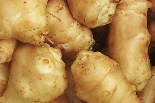 菊芋種子市場價格多少錢一斤 菊芋種子怎么貯藏