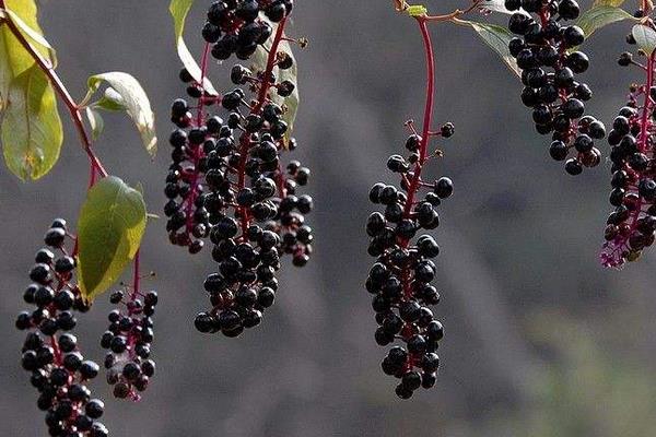 商陸產(chǎn)地在哪里 商陸有毒嗎